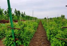 Un nou program de suport pentru IMM-urile din sectorul agroalimentar, finanțat de UE