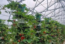 Bilanțul sezonului de căpșuni 2026: declin de 20% al producției din cauza factorilor climatici