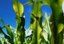 Semnale pozitive la firul ierbii: Producția agricolă a crescut cu aproape 9% în Sem. I